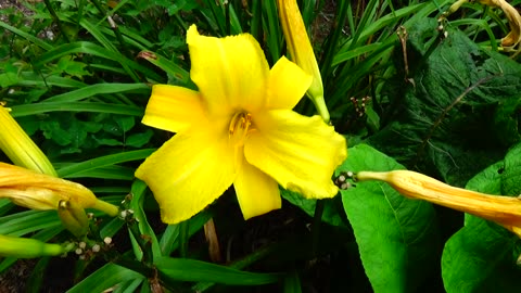 Daylily