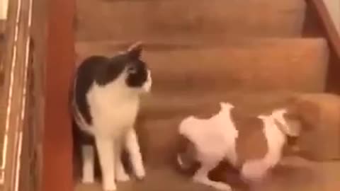 funny animals videos