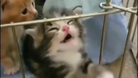 Funny cute cat