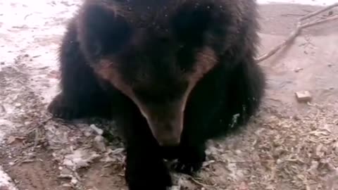 Brown bear