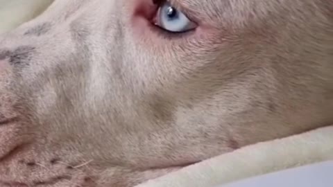 dogo argentino London / аргентинский дог Лондон
