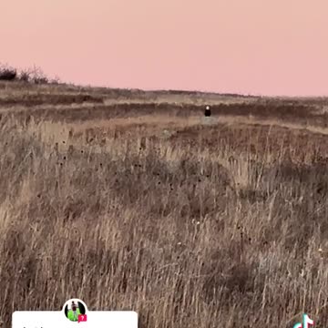 Coyote, Eagle and UFO