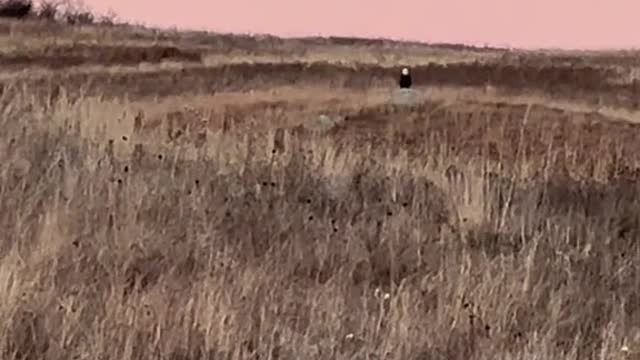 Coyote, Eagle and UFO