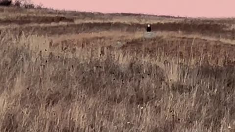 Coyote, Eagle and UFO