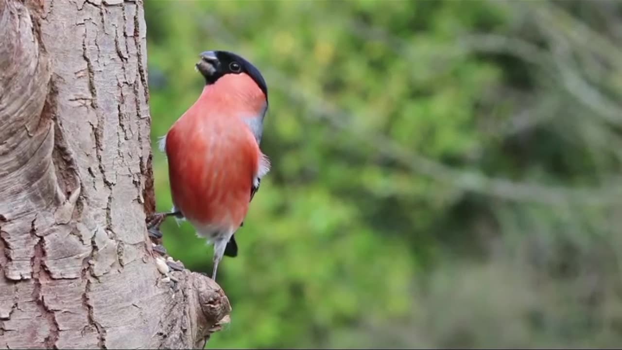 Eight beautiful birds