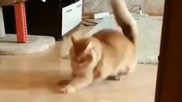 Funny Cats 😹 - Don't try to stop laughing 🤣 - Funniest Cats Ever