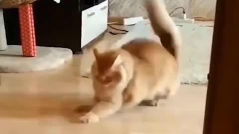Funny Cats 😹 - Don't try to stop laughing 🤣 - Funniest Cats Ever