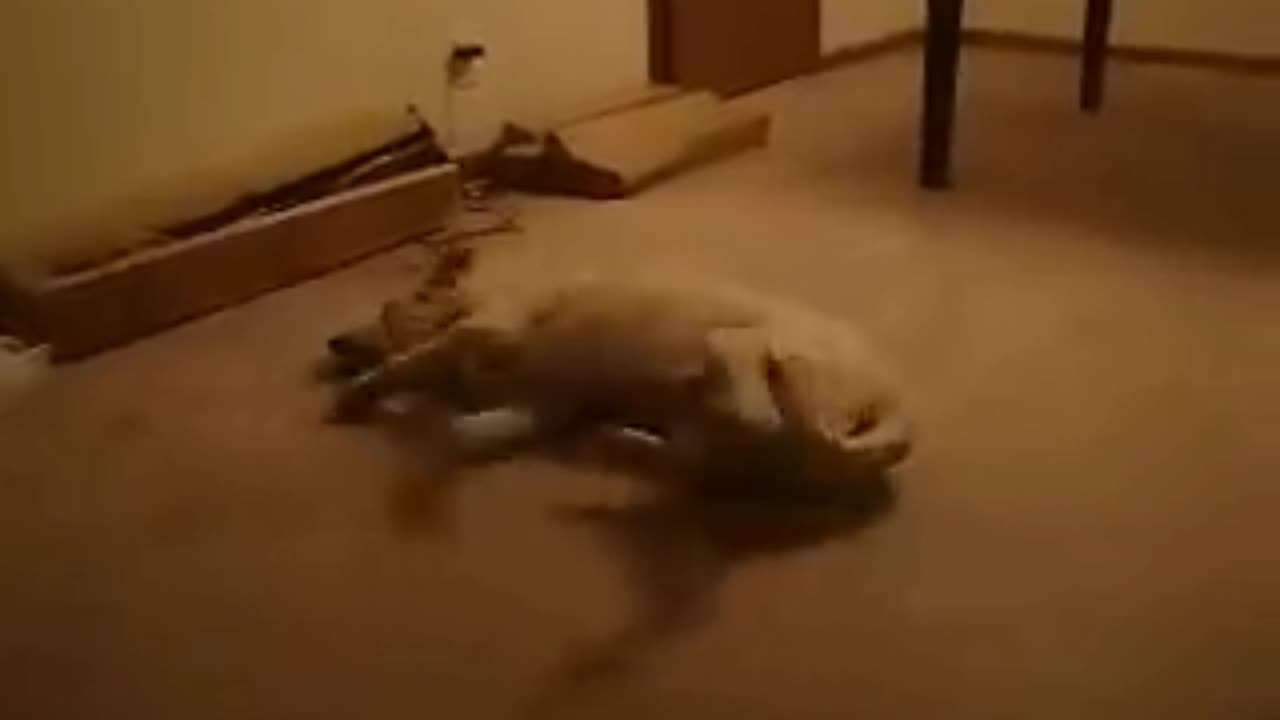 Hilarious Labrador happy Dream