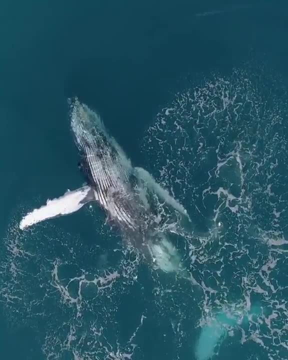 A blue whale swimming in the ocean