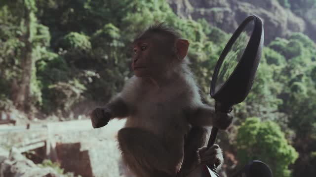 The monkey watches itself in the mirror