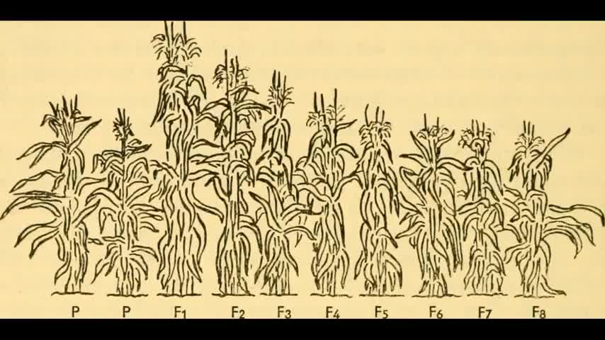 Bitchute Exclusive Video 64 Evolutionary Plant Breeding
