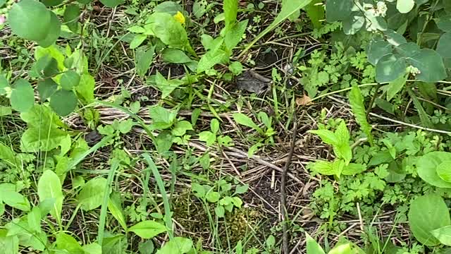 Anaconda in Toronto aka garden snake 🤣