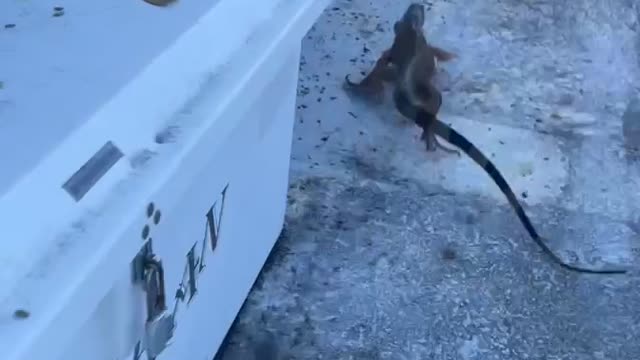 Iguana Flees Floridian and Runs Off Dock