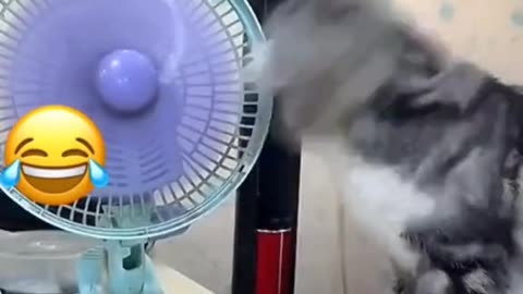 Cute cat videos funny