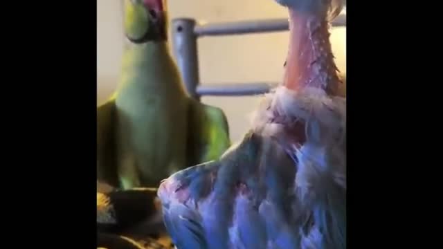 two funny parrots