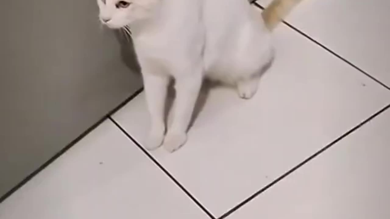 FUNNY CATS AND DOGS