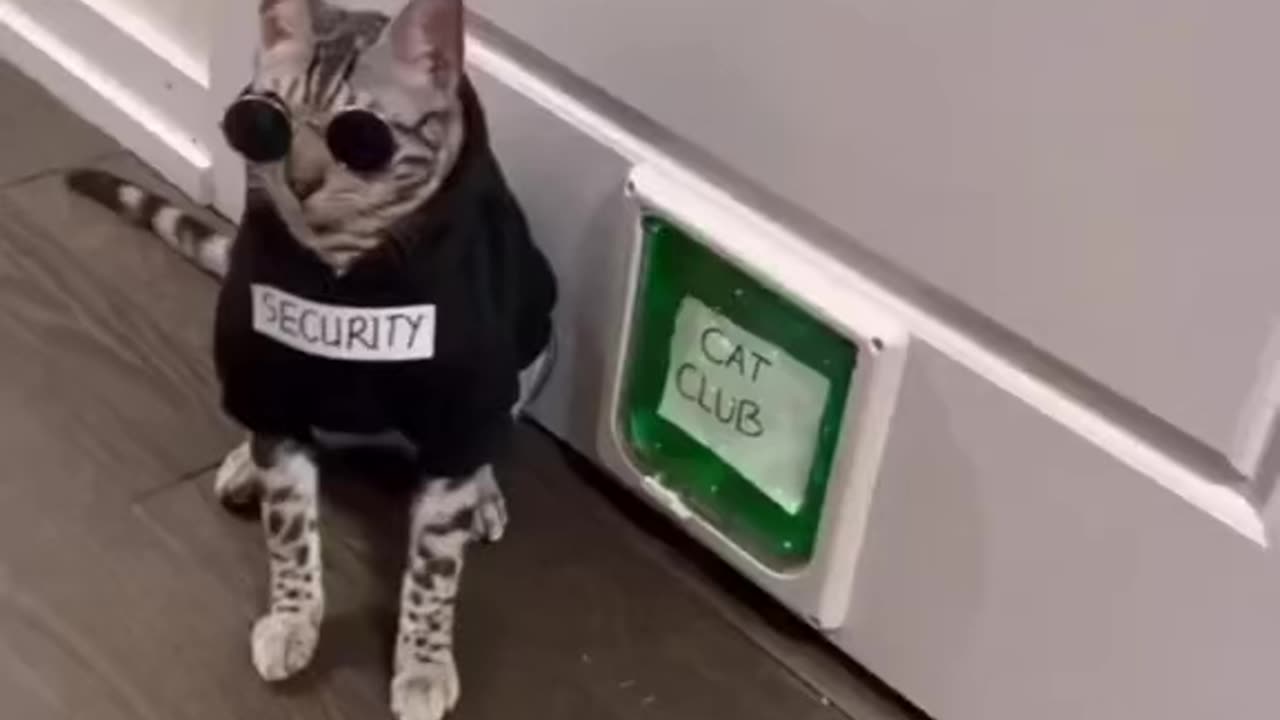 Funny cat video