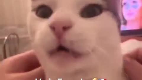 He is a French Cat 🐱