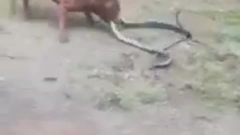 Snake and dog dangerous fighting