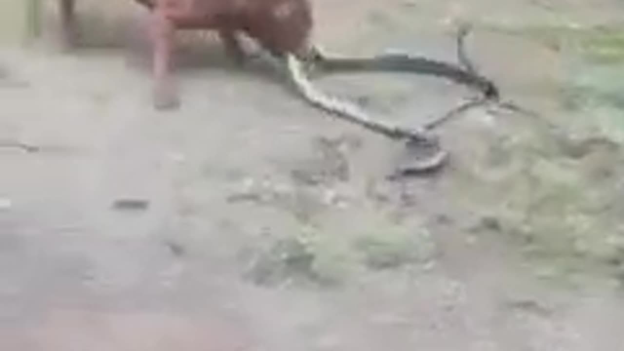 Snake and dog dangerous fighting