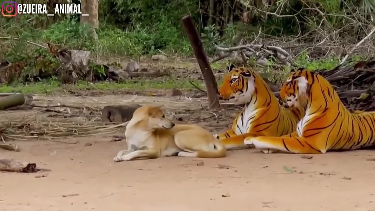 Scaring DOG with a stuffed TIGER 😱😆 | Fake Tiger vs Real Dogs Prank Very Funny