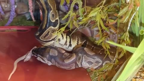 Royal Ball Python Upsizing Meal Part 2