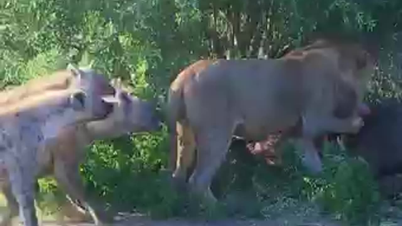 Lioness Gets Bullied