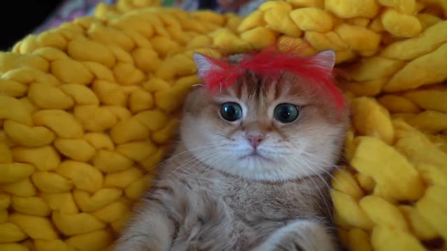 Hosico King