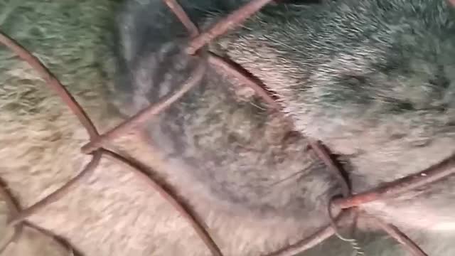 Funny rabbits