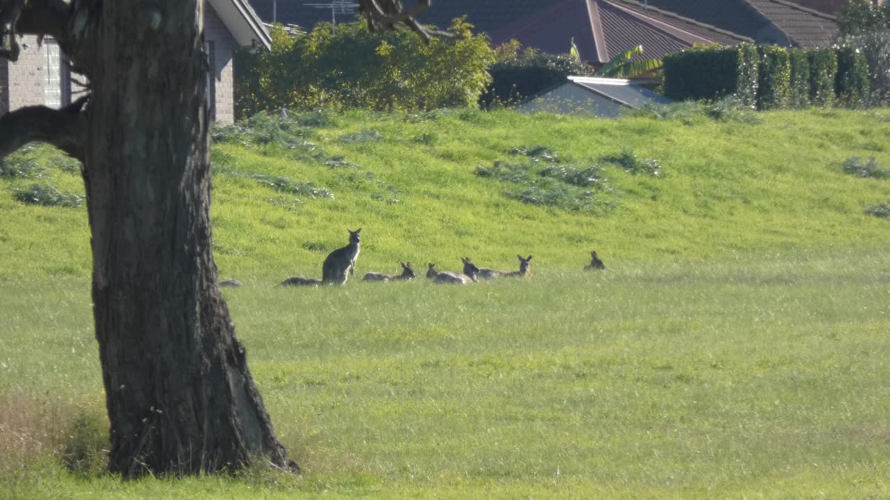 kangaroos Australia