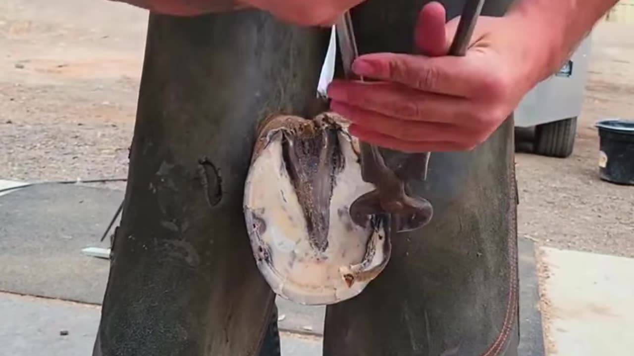 Hoof Restoration Hourse Foot Repair Hoof Care