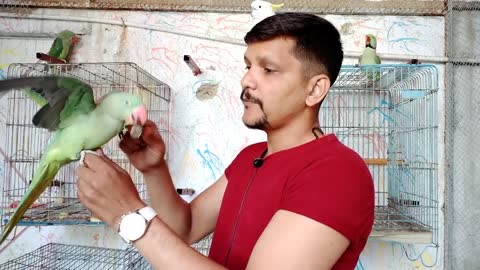 Teach Your Parrot Not To Bite - 100 % Working - Urdu -Hindi - PBI Official_p4