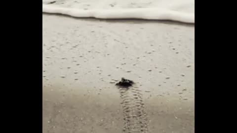 Can turtle survive without water | how much water does a baby turtle need |