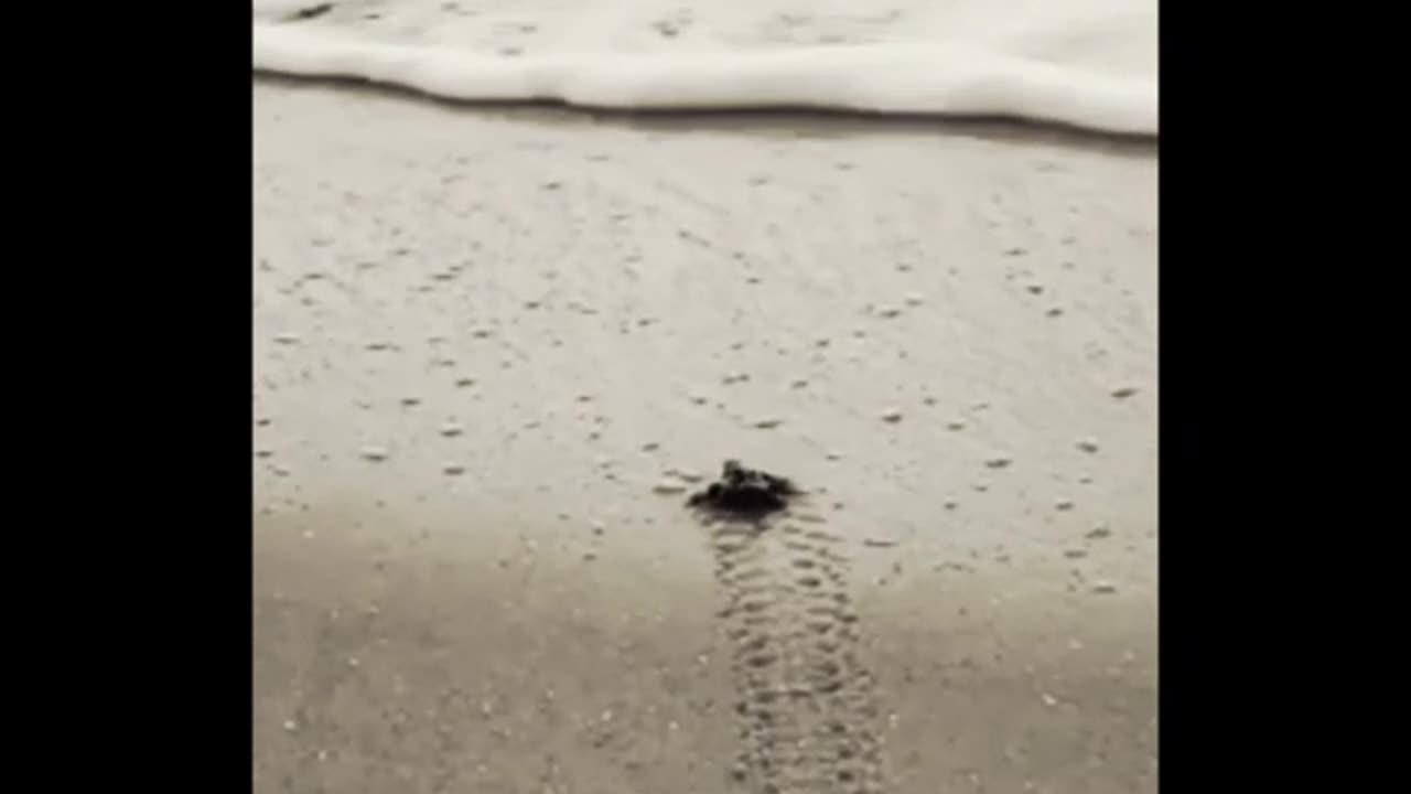 Can turtle survive without water | how much water does a baby turtle need |
