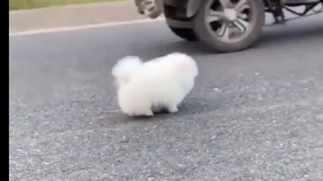 Cute Baby Dog Running on the Road