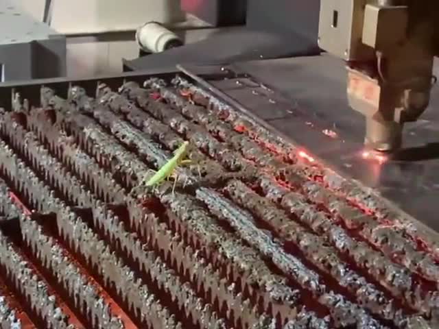 FIERCE! Praying Mantis vs Welding Machine