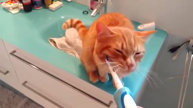 Funny crazy cat videos - Compilation 2022