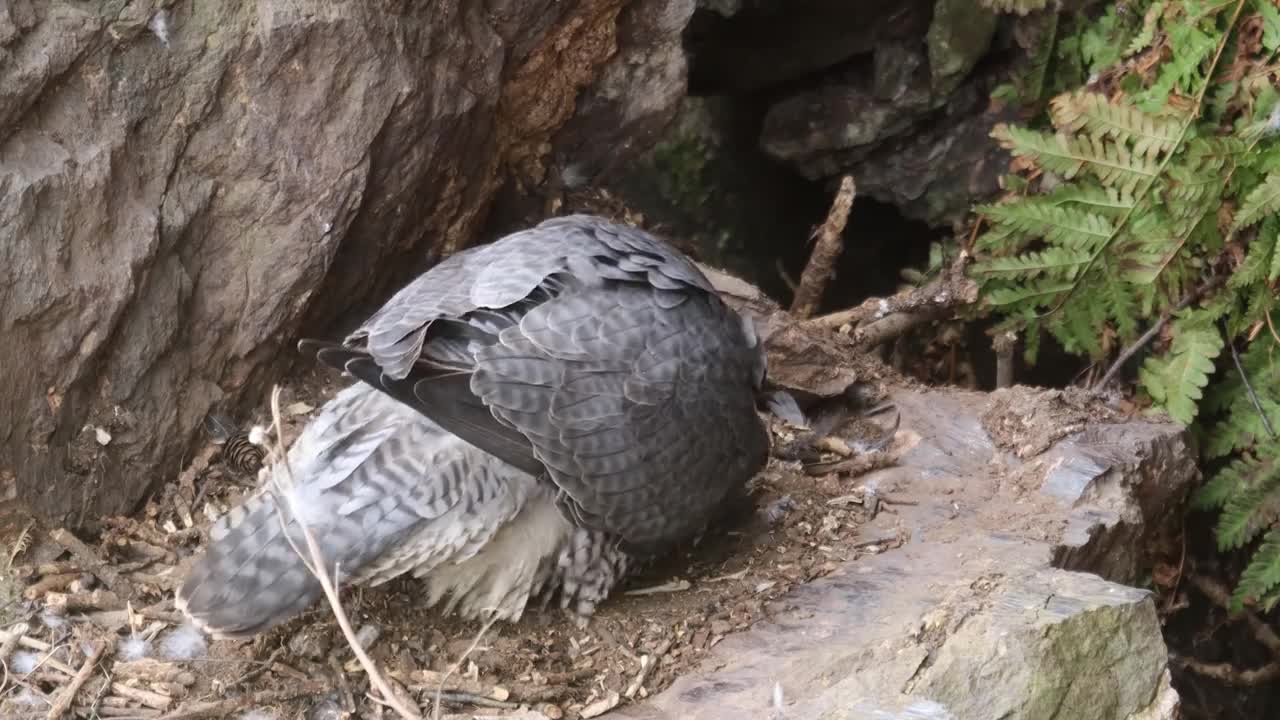 Peregrine Falcon Nesting 4k HQ