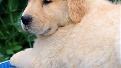 Handsome little golden retriever