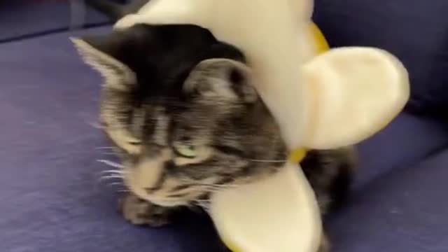 Shes not mad, its just her face