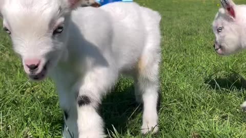 Cute baby 🐐 goat 😍