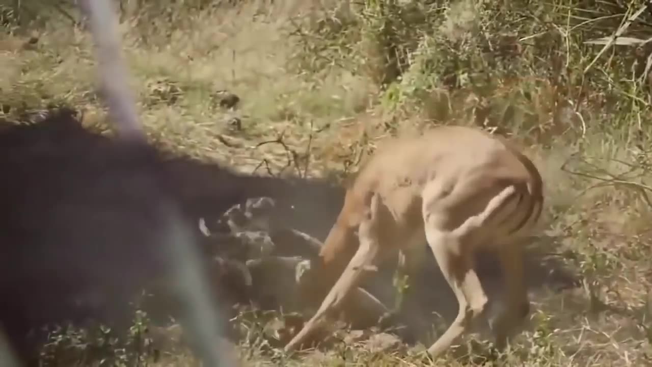 EAGLE DIES HUNTING OCTOPUS