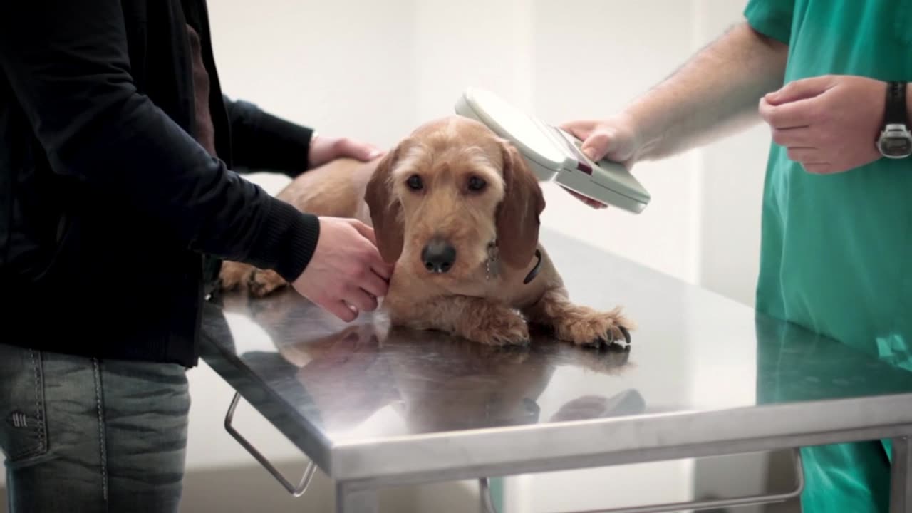 Dog Being Checked By A Veterinarian