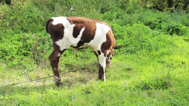 A cow is grazing quietly