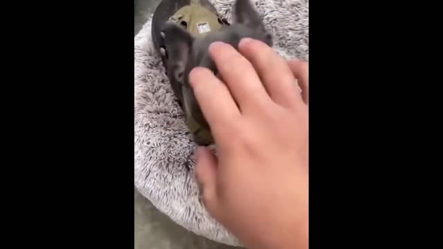 animal funny video