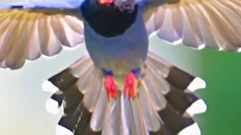 The aerodynamic flight of the red-billed blue magpie