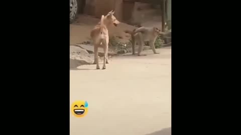 funny animals 7
