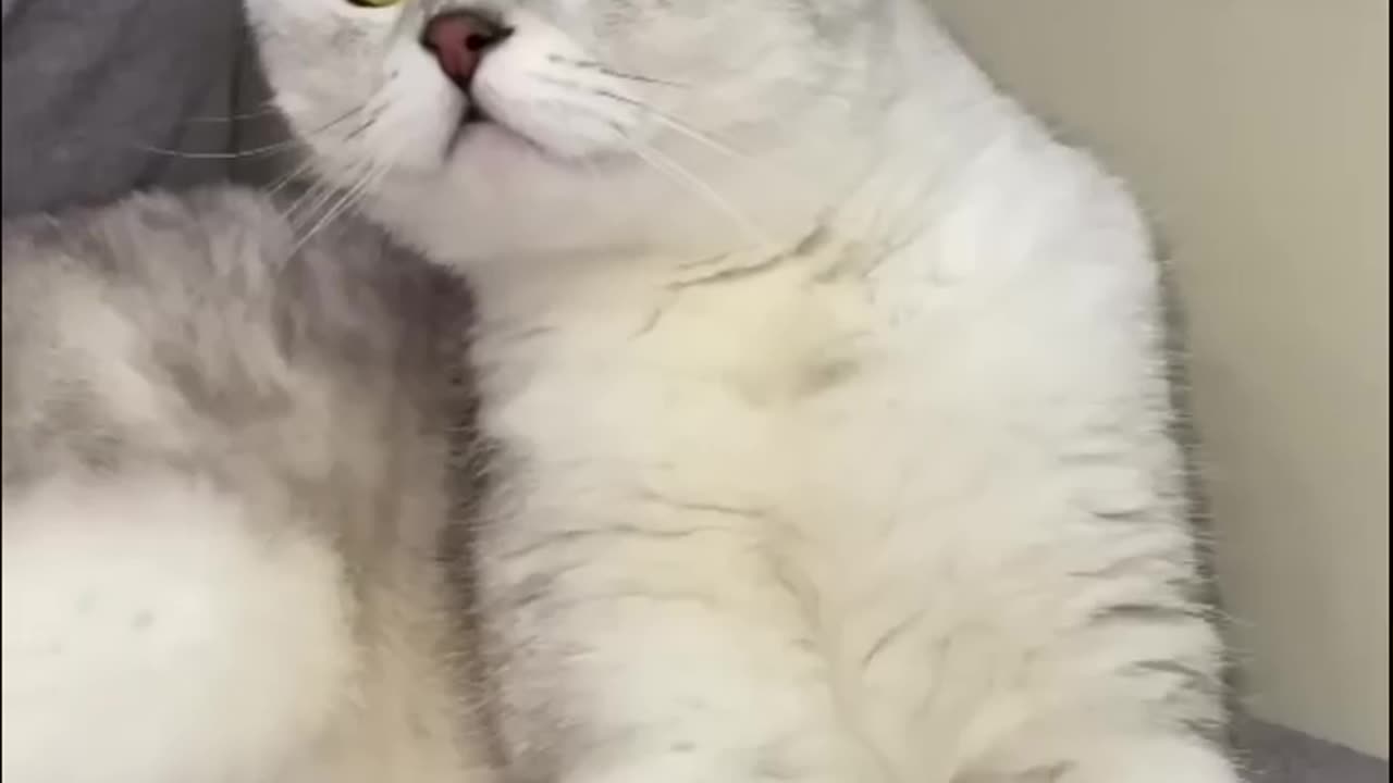 Cat_and_the_ate...#cats