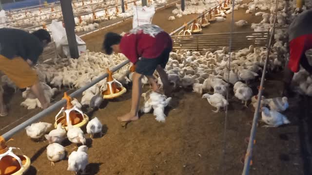 catching broiler chickens