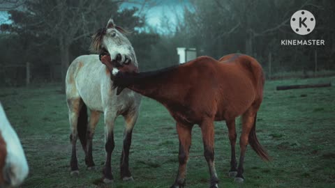 animals playing